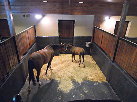 StableComfort with StableWall, Mare and Foal