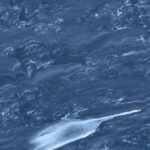 M442-Dk-Blue-Marbleized-150x150