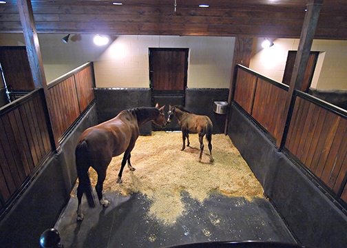Stable Comfort Cushioned Stall Kit with two horses